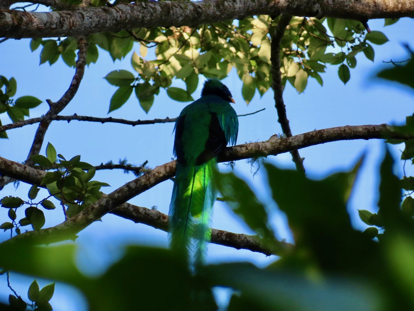A clear picture of a Quetzal